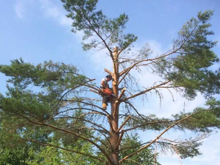 Eine Baumschutzsatzung für Lilienthal? Leider nicht!