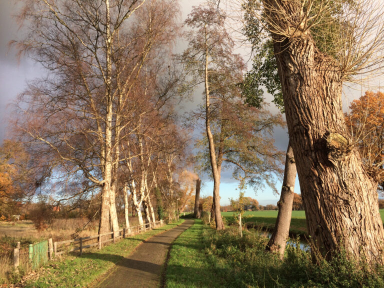 Das Volksbegehren und der „Niedersächsiche Weg“ – Fazit des Grünen Landesverbands