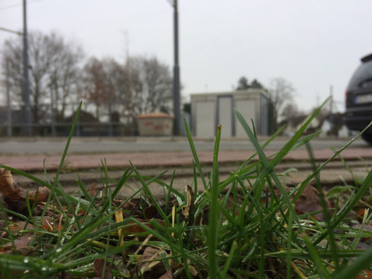 Wenn Ästhetik mehr zählt als Natur