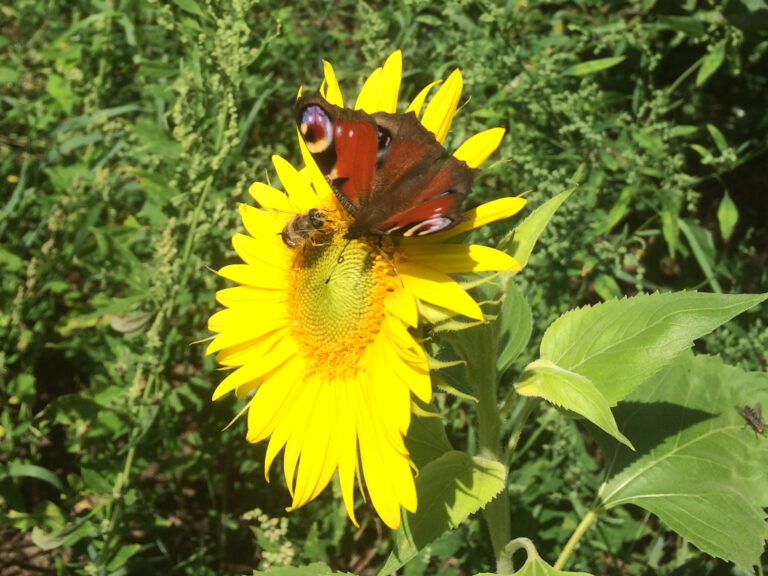 Was ist Lilienthal2030?