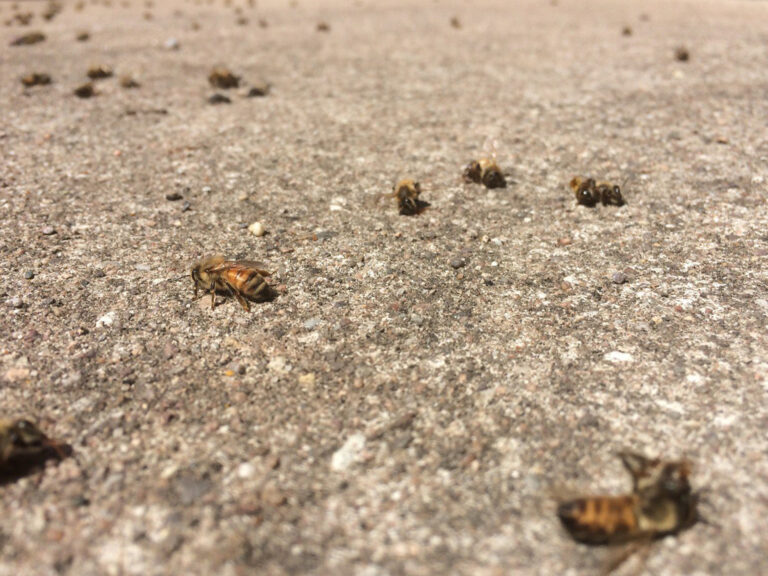 „Wo bleiben die Maßnahmen für mehr Artenschutz?“