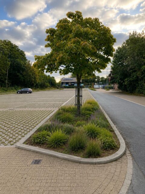 Unser Plan für Lilienthal: mehr Entsiegelung und keine zusätzliche Versiegelung von Flächen 🌻

Die Flächenentsiegelung ist ein wichtiger Baustein zur Klimafolgenanpassung und bringt viele Vorteile, die wir euch in den Slides dieses Postings am Beispiel des Parkplatzes am Schoofmoor in Lilienthal vorstellen möchten: ……. ➡️

MACH‘S GRÜN 🌻
Am 13.09.2026 GRÜN wählen 💚💛

➡️ Kleine Baumscheiben und versiegelte Ränder schwächen die Bäume: Wasser fehlt durch zu starke Versiegelung, zusätzlich sinkt die natürliche Verdunstung und der Standort heizt sich auf. Die Bäume befinden sich dauerhaft in Ausnahmezustand.

➡️ Mehr Grün, durchlässige Untergründe und unterirdische Wasserspeicher machen die Fläche hitzeresilienter und helfen, Trockenperiode und Dürren besser zu überstehen

➡️ Regenwasser fließt ungenutzt ab und steht Bäumen nicht dauerhaft zur Verfügung. 

Pflanzstreifen und Rigolen halten das Wasser vor Ort. Neben dem Baumschutz wird auch die Kanalisation entlastet, was bei Starkregenereignissen wichtig ist und Überschwemmungen vermindert.

➡️ Stark versiegelte Flächen verstärken die Oberflächentemperatur und heizen im Sommer zusätzlich an. 

➡️ Bei Starkregenereignissen kann das Wasser nicht aufgenommen werden und es steigt die Überflutungsgefahr